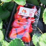 完熟いちご・紅ほっぺ 4p1ケース
