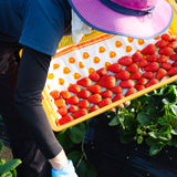 完熟いちご・紅ほっぺ 4p1ケース