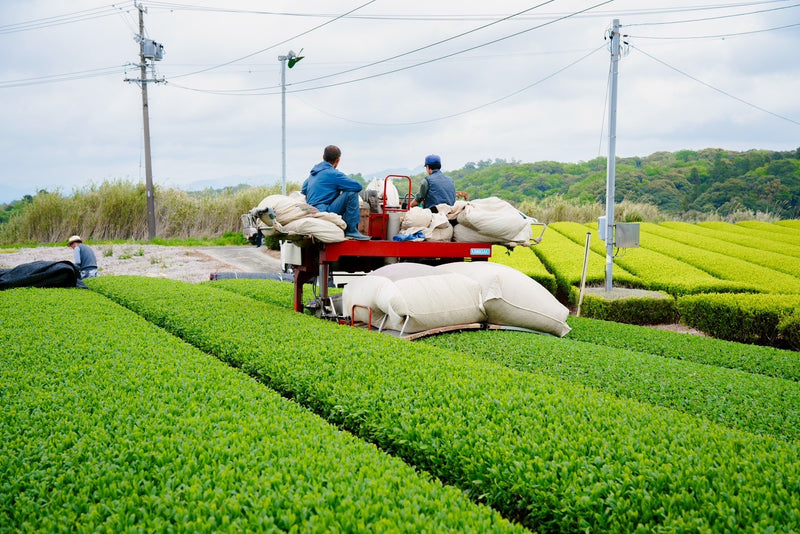 【2025】 走り新茶